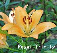 Royal Trinityの花